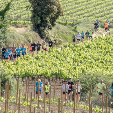 running in the vineyard on 11 May 2024 Penedés